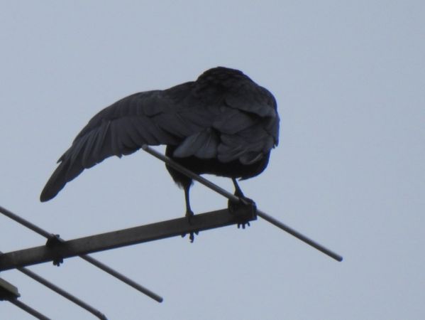 Corneille noire  - Jarosław Słowikowski