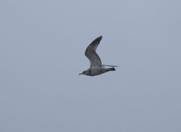 mewa siwa  - Jarosław Słowikowski