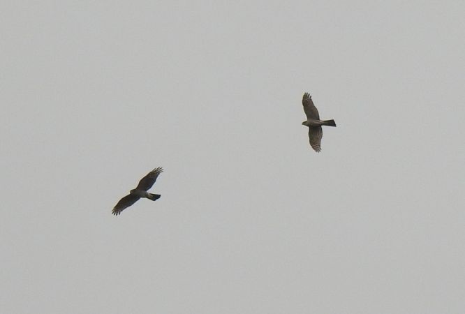 Sperber  - Jarosław Słowikowski