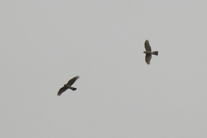 Epervier d'Europe  - Jarosław Słowikowski