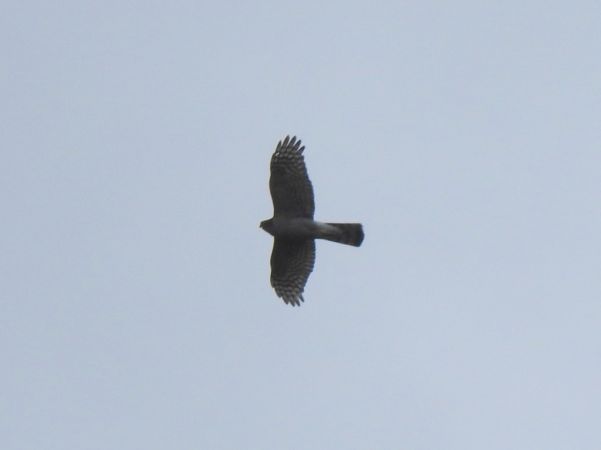 krogulec  - Jarosław Słowikowski