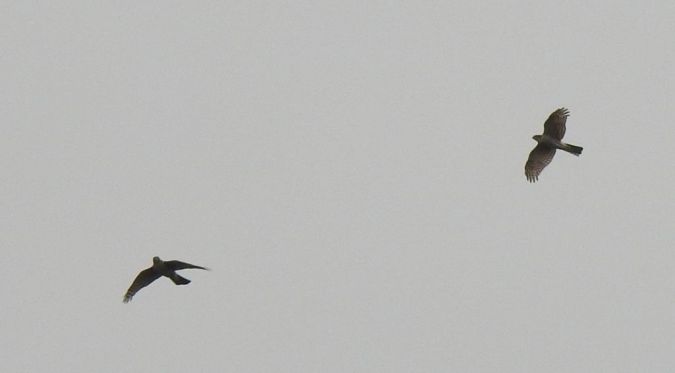 Eurasian Sparrowhawk  - Jarosław Słowikowski