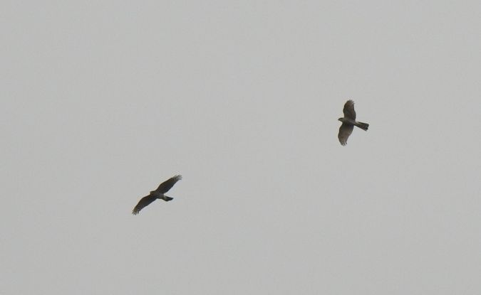 krogulec  - Jarosław Słowikowski