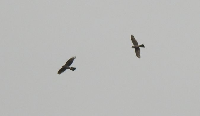 krogulec  - Jarosław Słowikowski