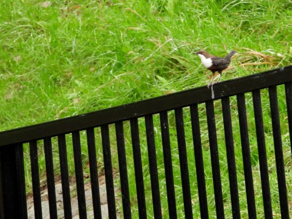 Wasseramsel  - Jarosław Słowikowski