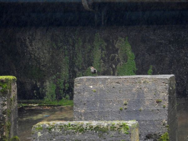 Wasseramsel  - Jarosław Słowikowski