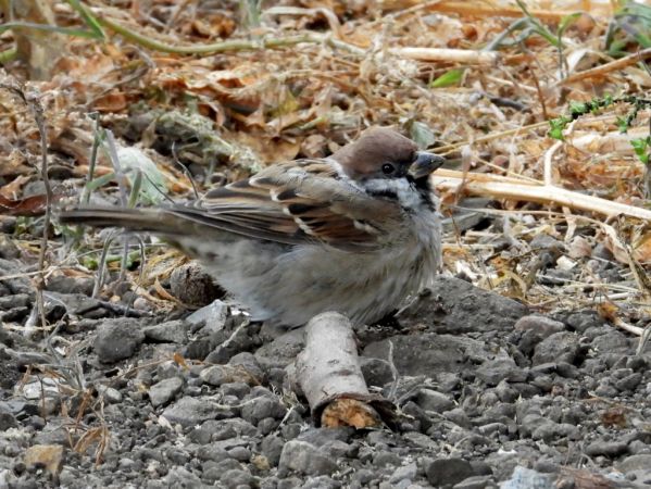 mazurek  - Jarosław Słowikowski