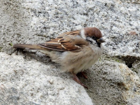 Moineau friquet  - Jarosław Słowikowski