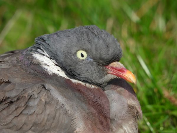 grzywacz  - Jarosław Słowikowski