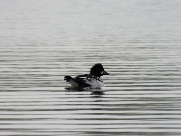 gągoł  - Jarosław Słowikowski