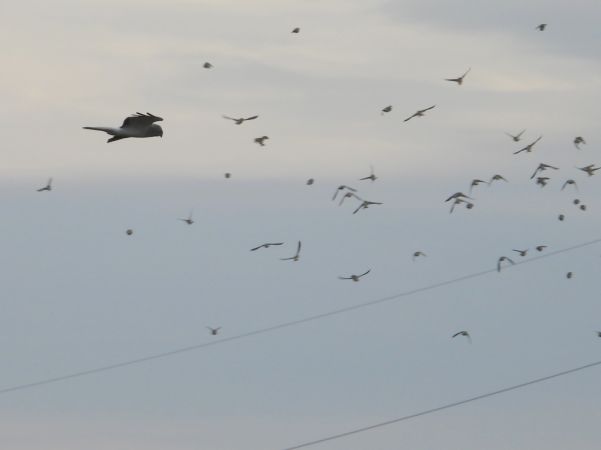 Busard Saint-Martin  - Jarosław Słowikowski