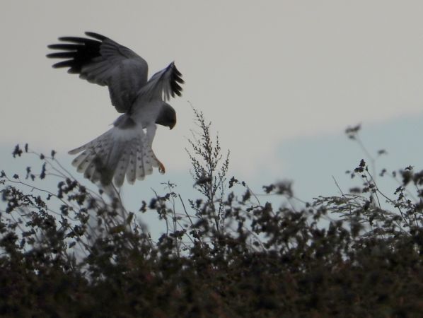 Kornweihe  - Jarosław Słowikowski