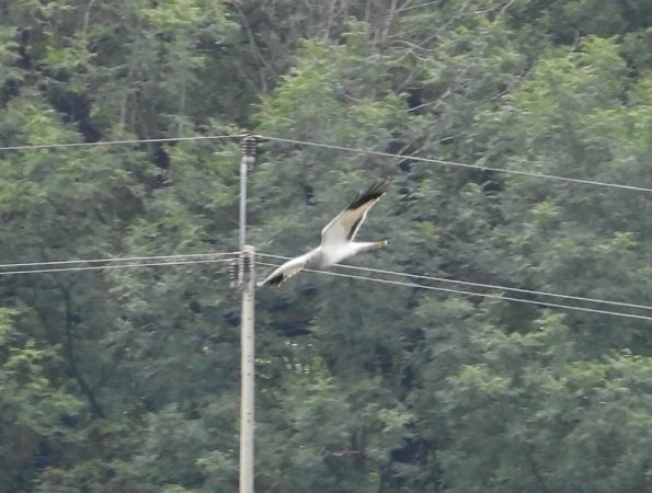 Busard Saint-Martin  - Jarosław Słowikowski