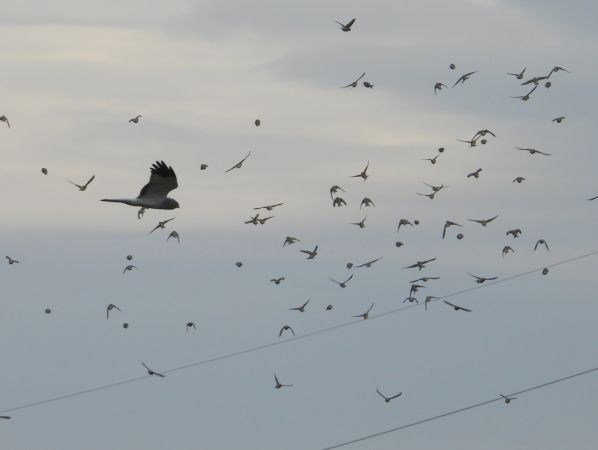 błotniak zbożowy  - Jarosław Słowikowski