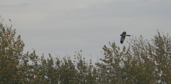 Busard Saint-Martin  - Jarosław Słowikowski