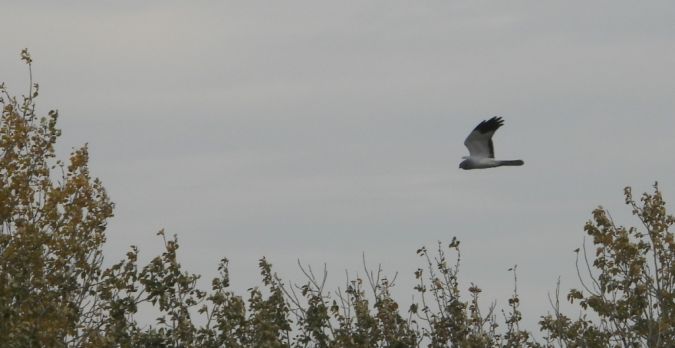 Busard Saint-Martin  - Jarosław Słowikowski