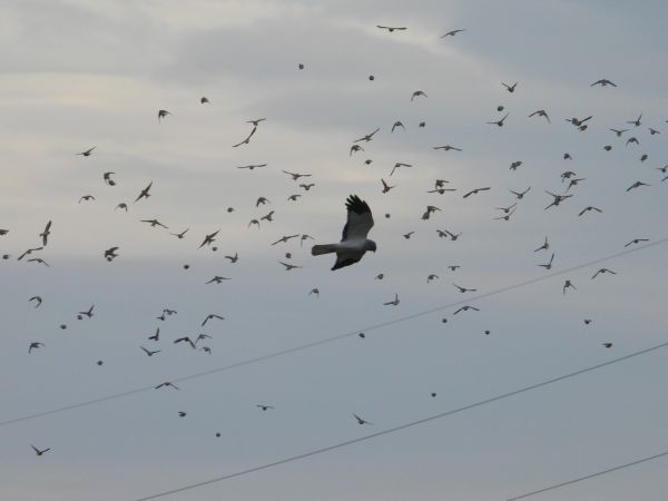 błotniak zbożowy  - Jarosław Słowikowski