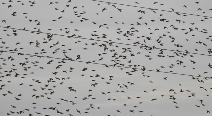 Bluthänfling  - Jarosław Słowikowski