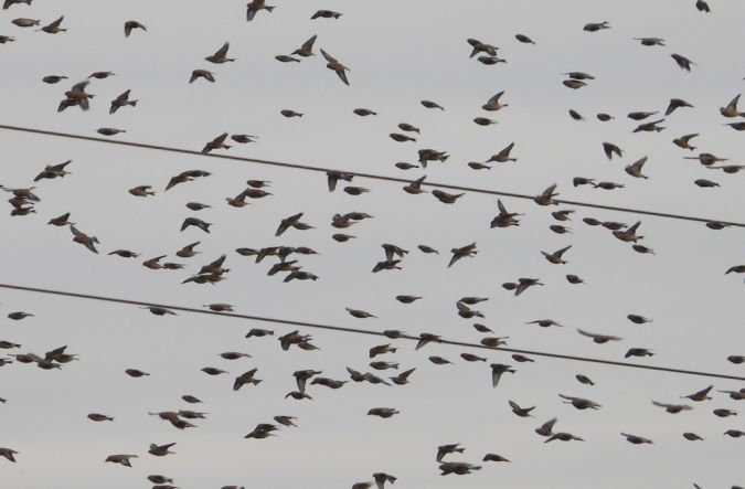 Bluthänfling  - Jarosław Słowikowski