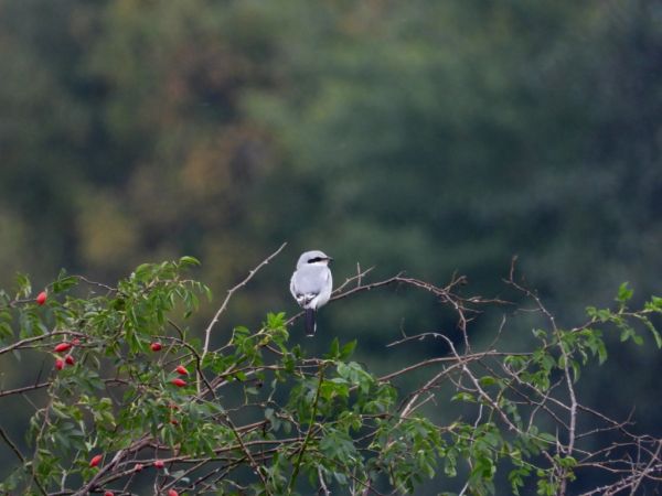 Great Grey Shrike  - Jarosław Słowikowski