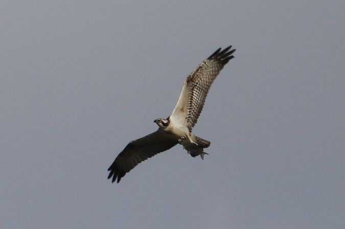 Balbuzard pêcheur  - Jarosław Słowikowski