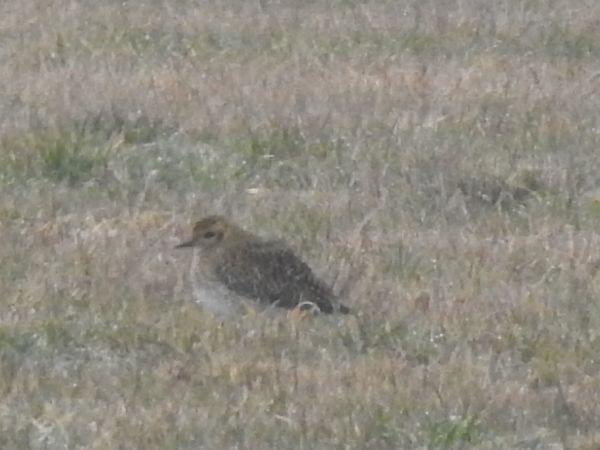 siewka złota  - Andrzej Lipiński