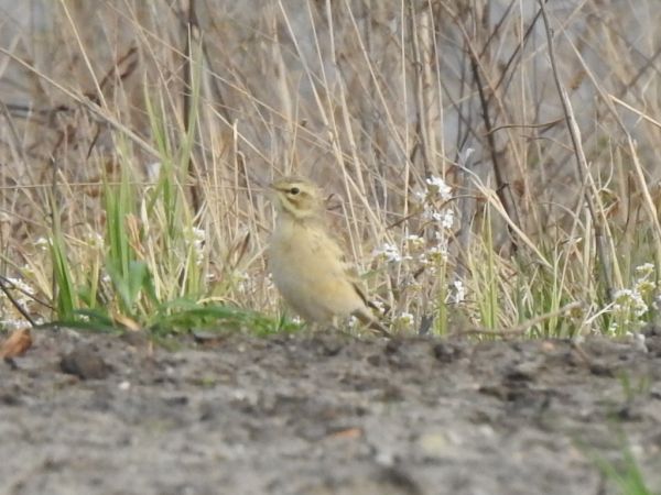 Pipit rousseline  - Andrzej Lipiński