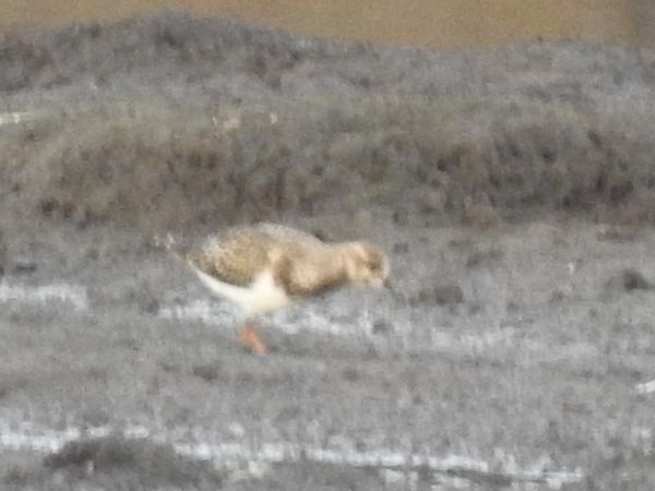 kamusznik  - Andrzej Lipiński