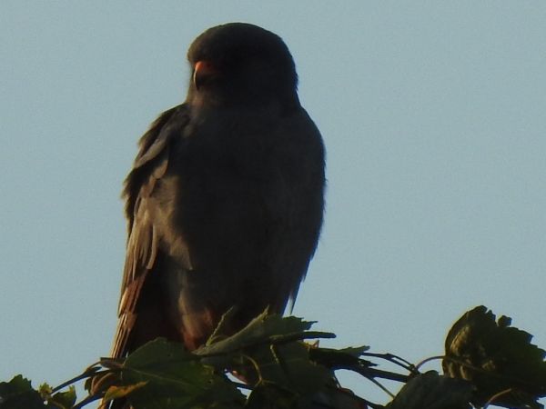 Faucon kobez  - Andrzej Lipiński
