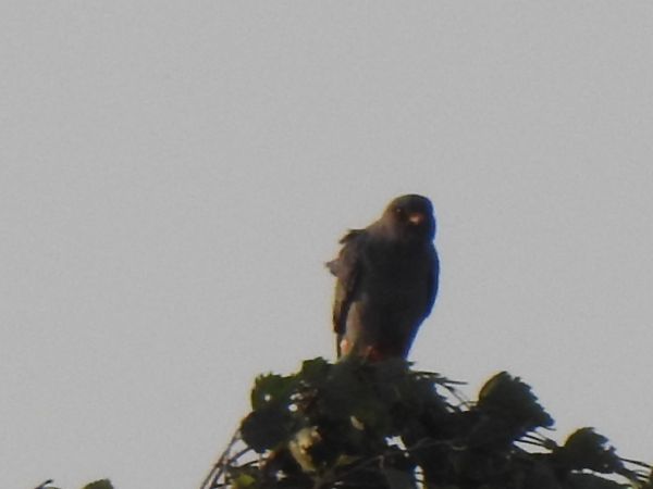 Faucon kobez  - Andrzej Lipiński