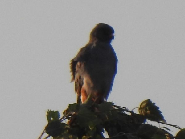 Faucon kobez  - Andrzej Lipiński