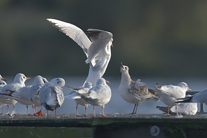 mewa czarnogłowa  - Piotr Blachliński