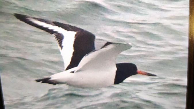 Austernfischer  - Jarosław Mydlak