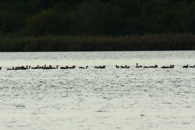 Greylag Goose  - Henryk Piernikarczyk