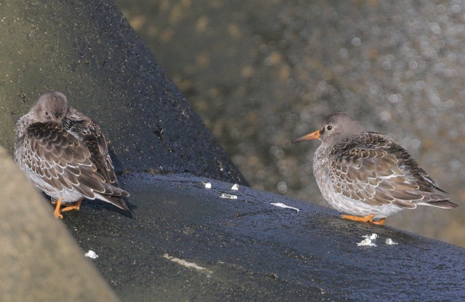 Purple Sandpiper  - Mateusz Ściborski