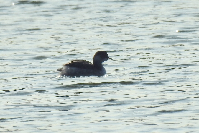 Schwarzhalstaucher  - Wiktor Kroker