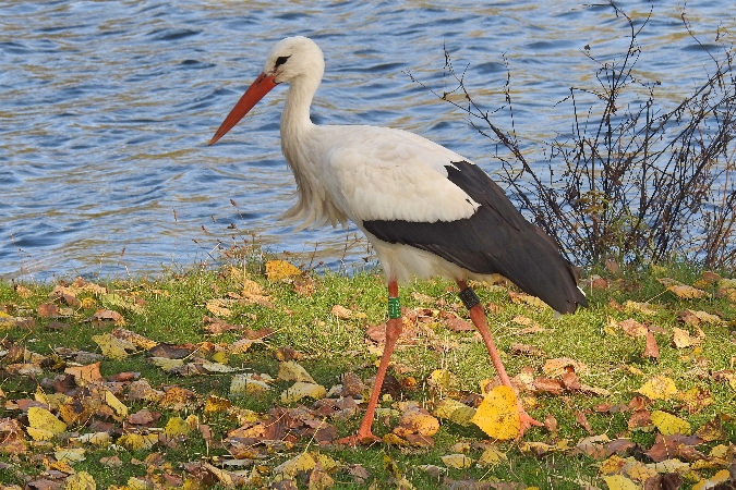 Cigogne blanche  - Wiktor Kroker