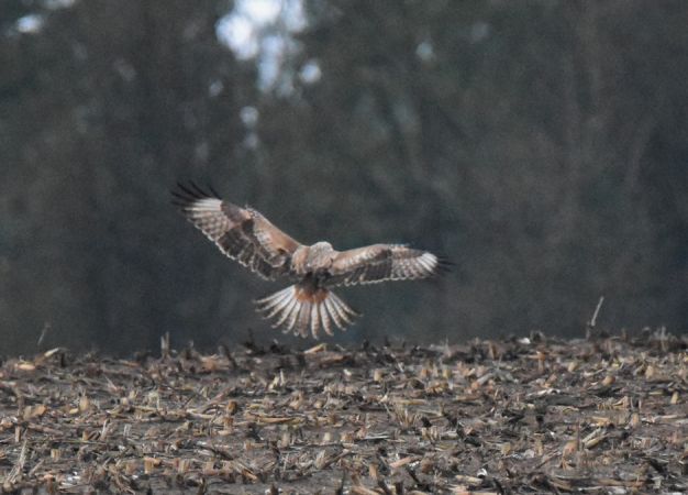 Adlerbussard  - Grzegorz Grygoruk