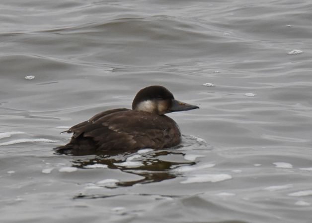 Trauerente  - Grzegorz Grygoruk