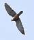 Common Kestrel  - Hanna Żelichowska