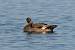 Gadwall  - Marcin Dec