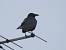 Carrion Crow  - Jarosław Słowikowski