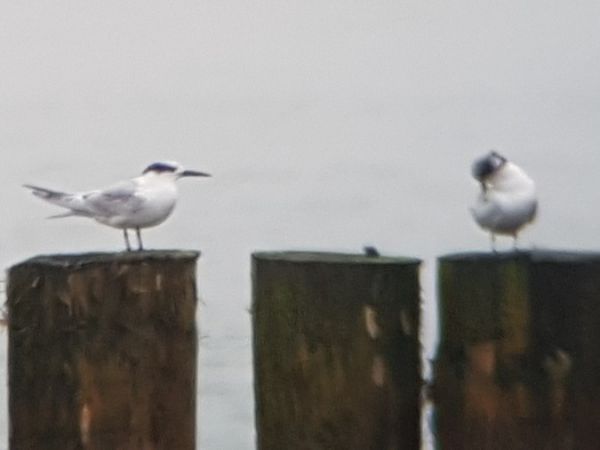 Sterne caugek  - Tomasz Knioła