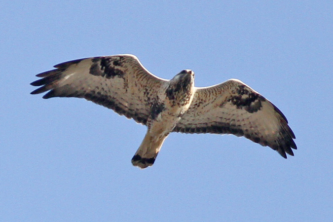 Rough-legged Buzzard  - Michał Kucharski