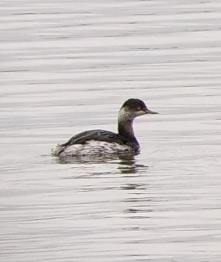 Schwarzhalstaucher  - Radosław Musioł