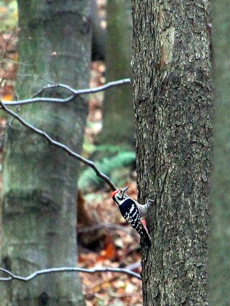 Weissrückenspecht  - Ireneusz Oleksik