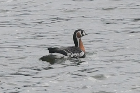 bernikla rdzawoszyja  - Daniel Stasiowski