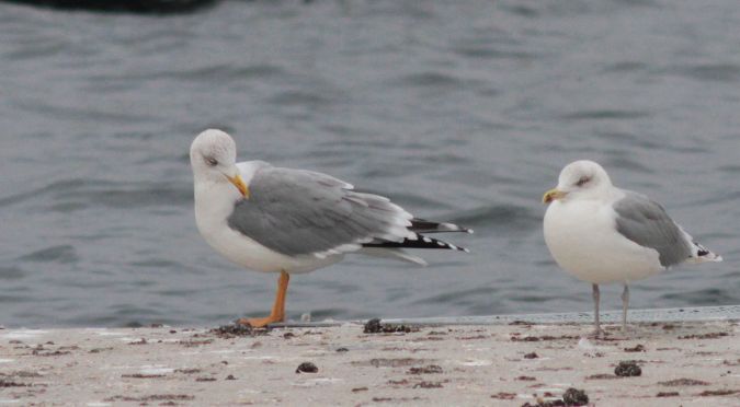 Yellow-legged Gull  - Andrzej Szuksztul