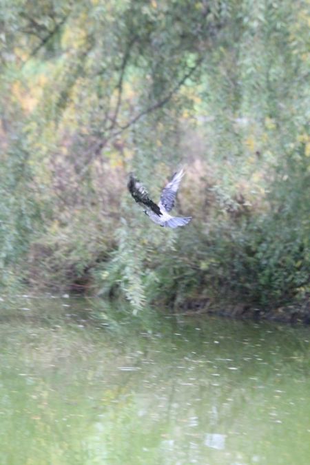 Corneille mantelée  - Adrianna Muszyńska