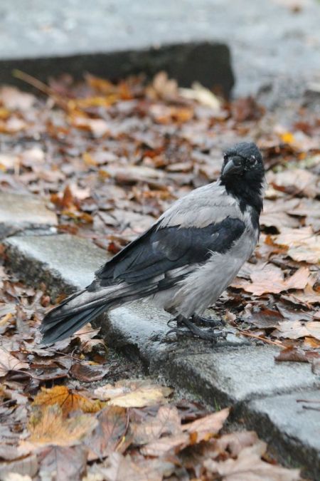 wrona siwa  - Adrianna Muszyńska